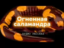 Огненная саламандра - Иван Курганов